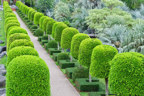 Importance of lines in landscape gardening