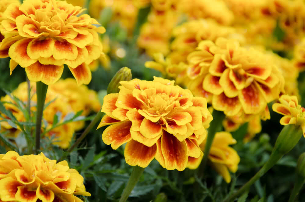 Growing French Marigold