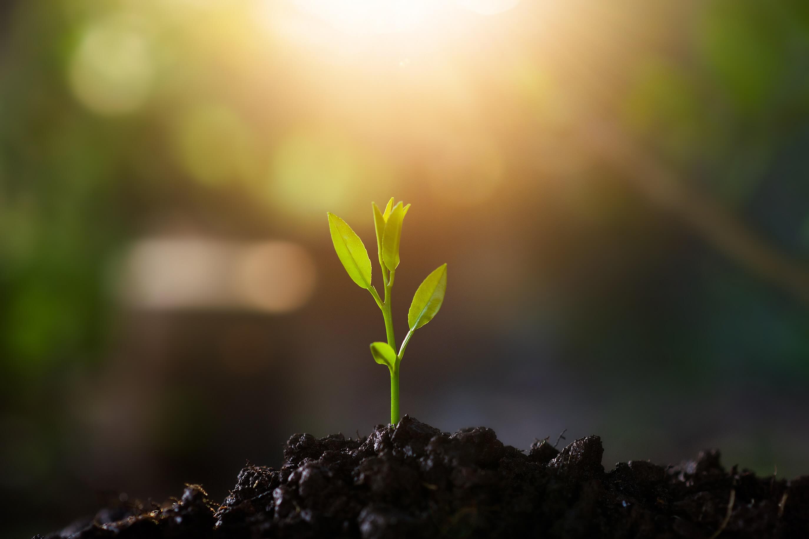 How to Successfully Germinate Seeds – Ugaoo