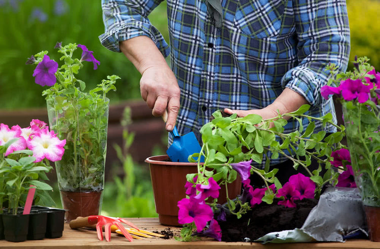 Gardening Tips for Beginners – Ugaoo