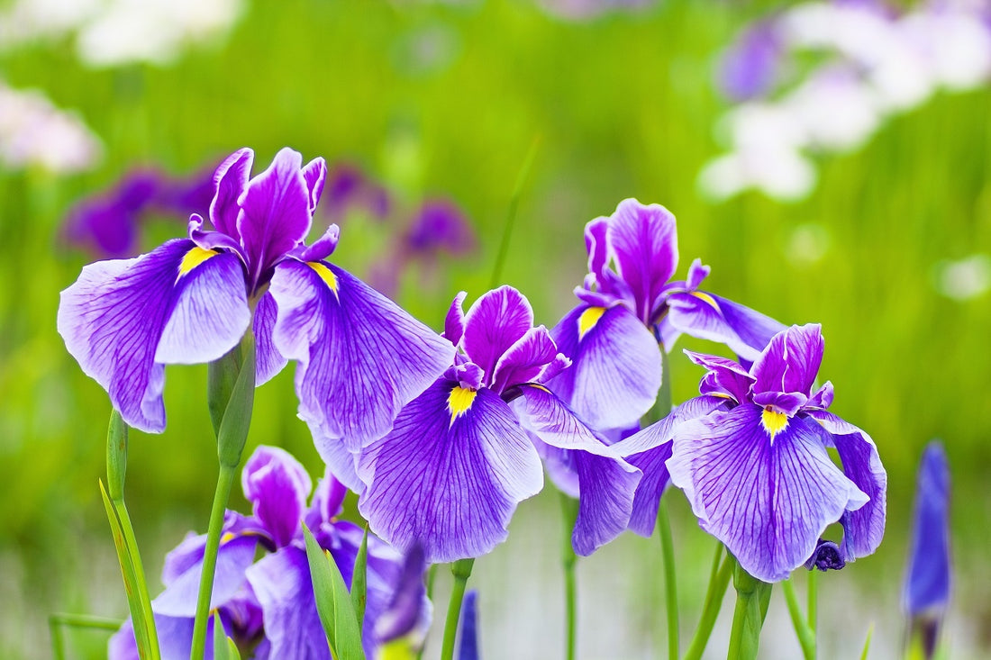 Iris Flowers: How to Grow and Care for them