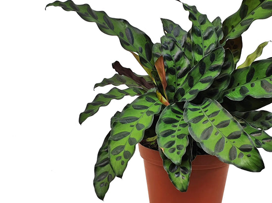 How to make your Calathea love you back.