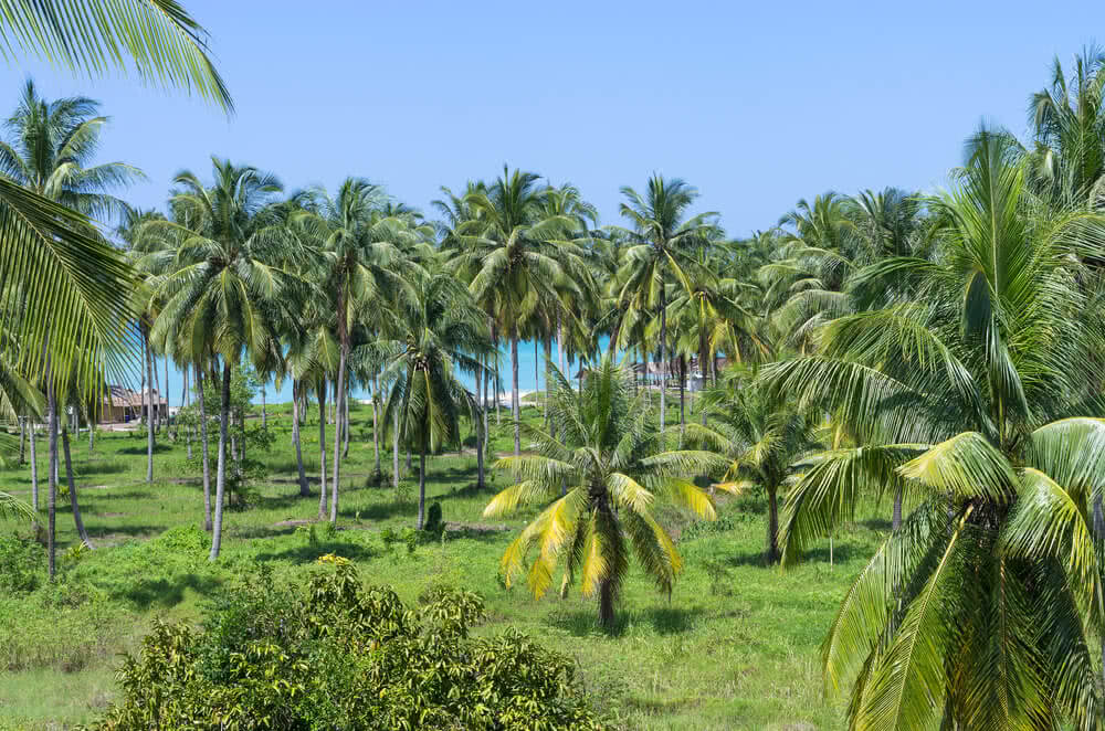 Introduction to Coconut tree diseases and its protection