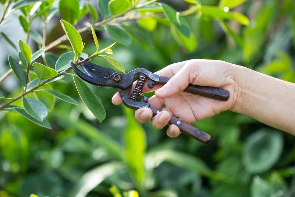 ‘Understanding Pruning’: The important gardening activity