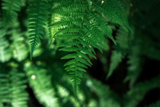 Fern care :  How to make your ferns live, love, and laugh.