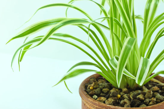 How to Take Care of Spider Plants