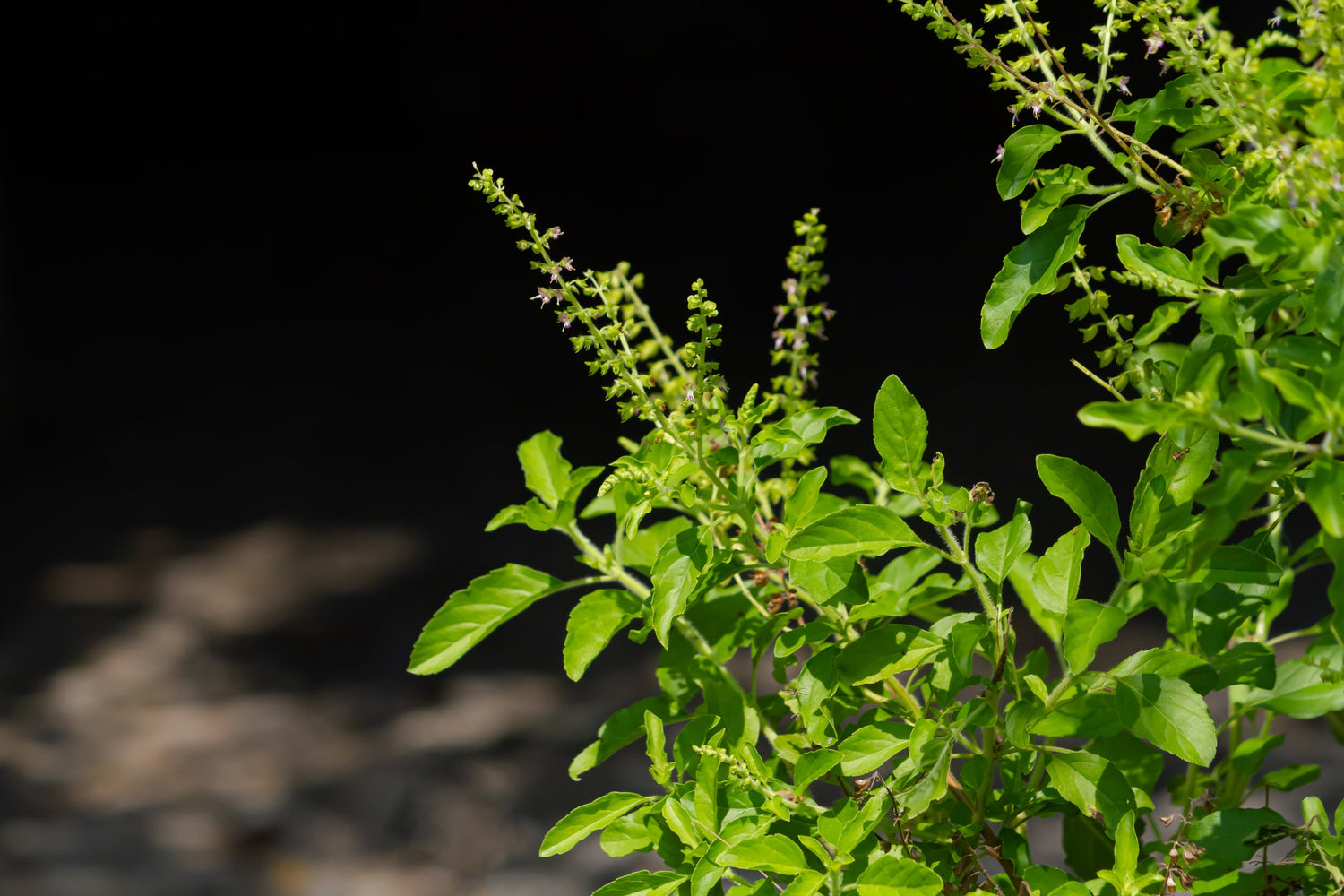 What is the Best Fertilizer for Tulsi Plants?