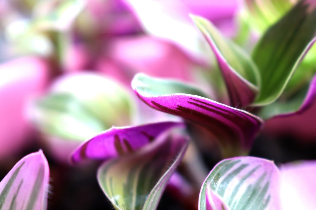 Wandering Jew: Types, Care, and Propagation