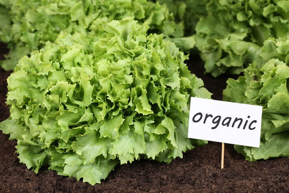 What is Organic Gardening? The Organic Gardener Series - Part 1