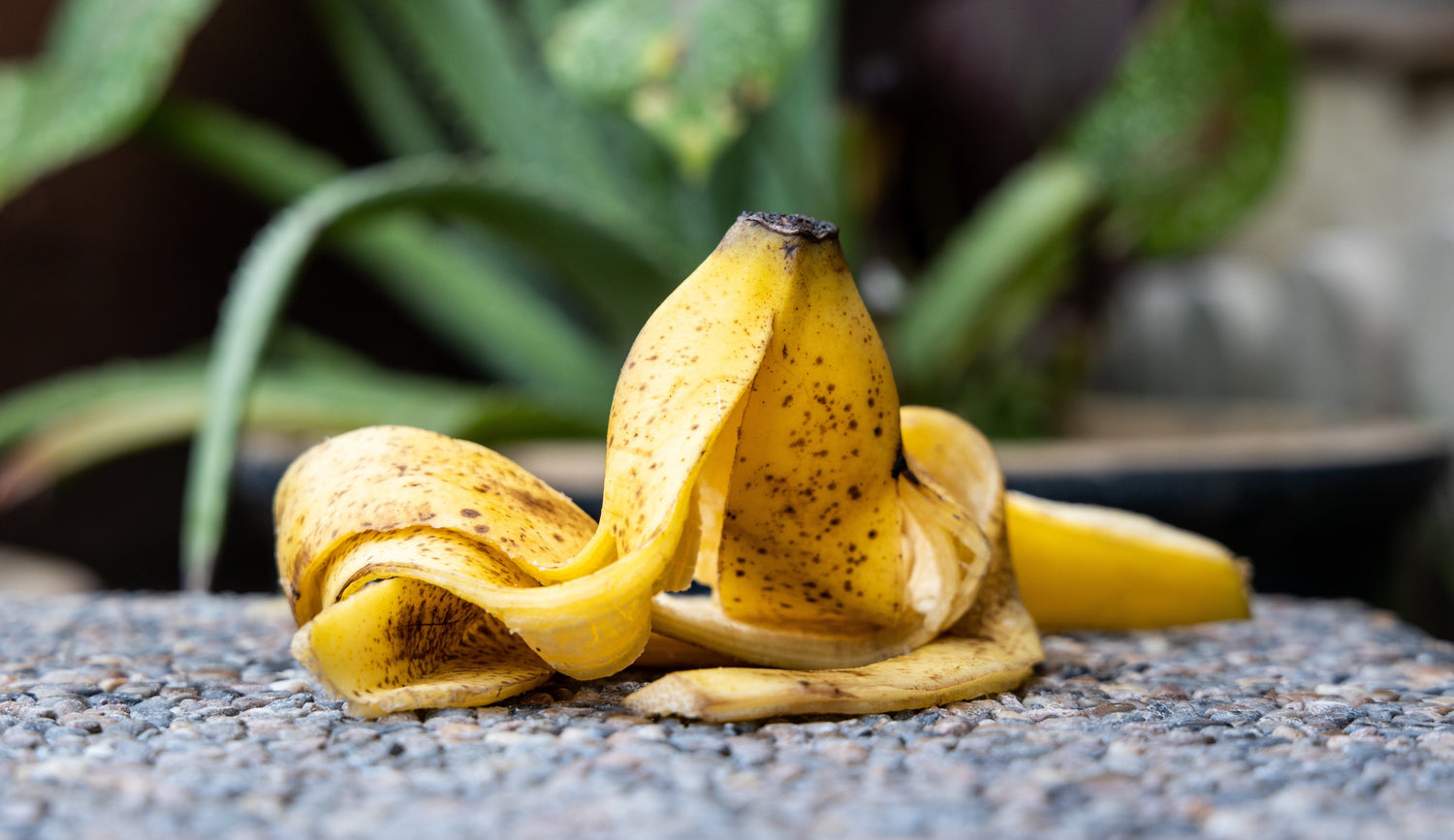 How to Use Banana Peels for Plants