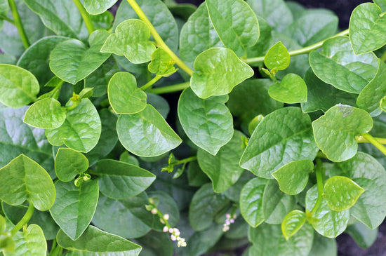 Growing Malabar Spinach