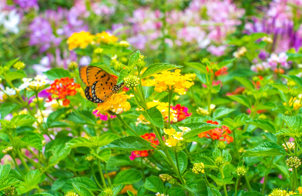 Butterfly Garden - From Fascination to Reality!