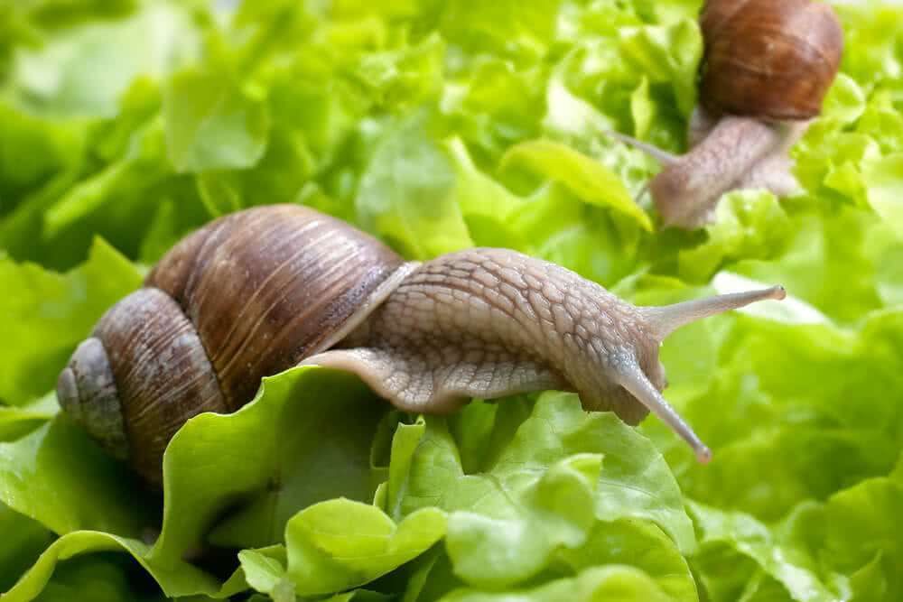 Trouble With Snails and Slugs? Here’s what to do.