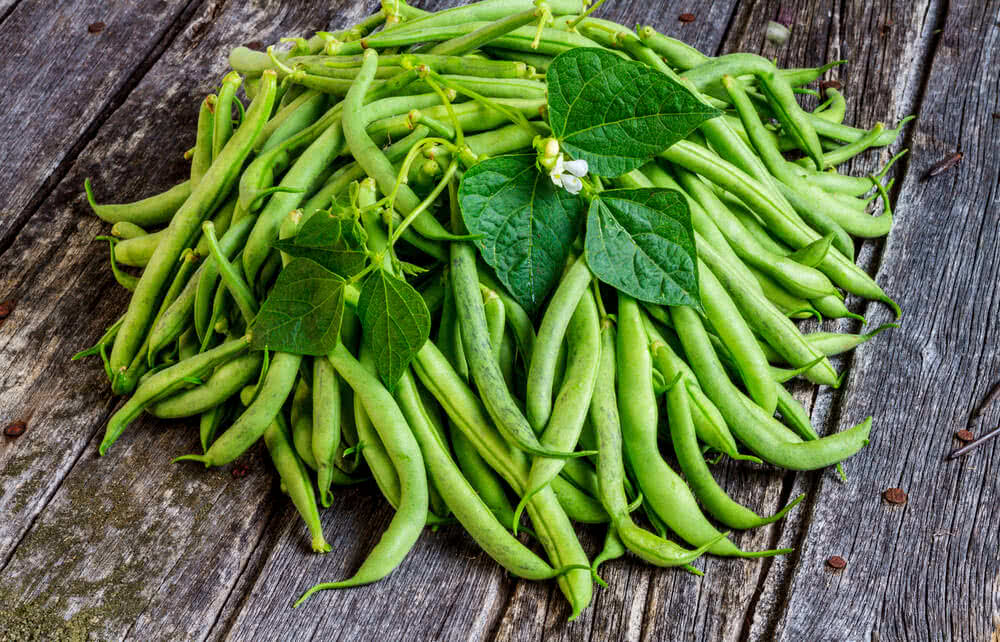 Growing French Beans