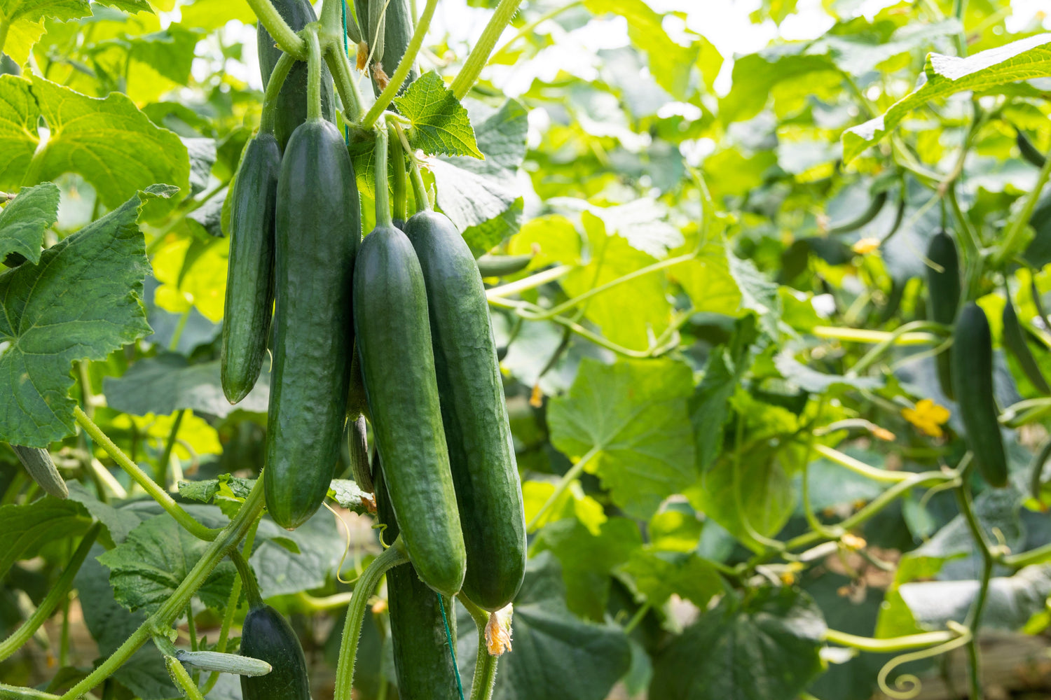 How to Grow Cucumber at Home