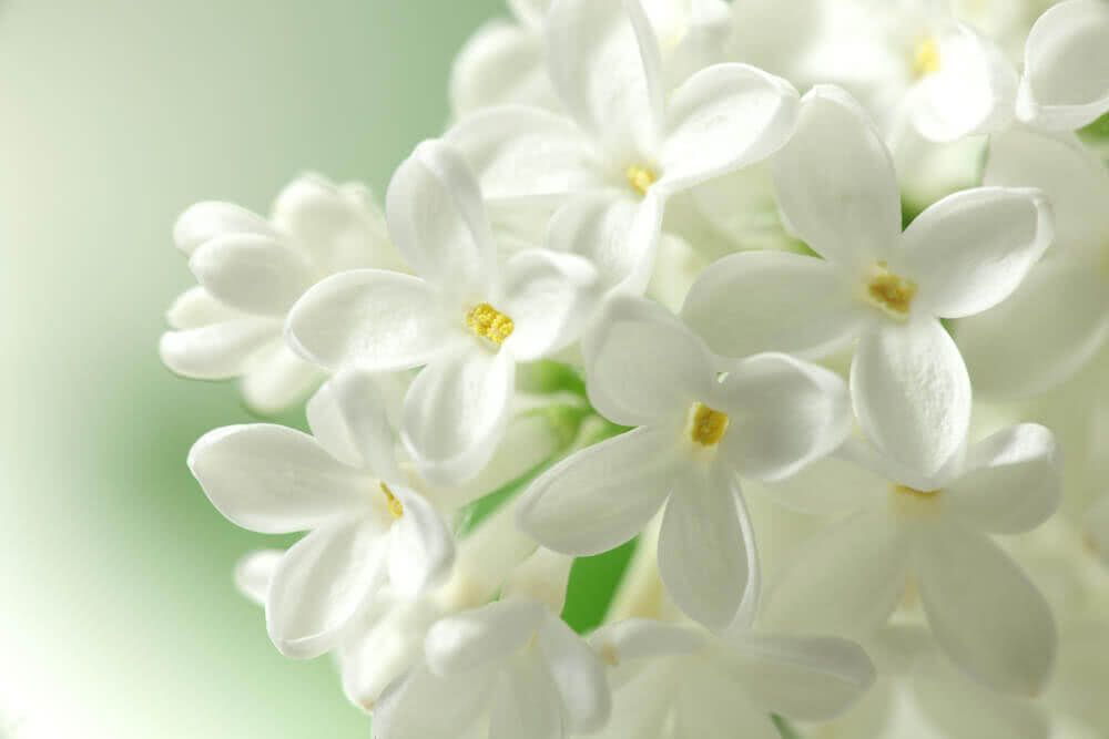 The Most Beautiful White Flowers