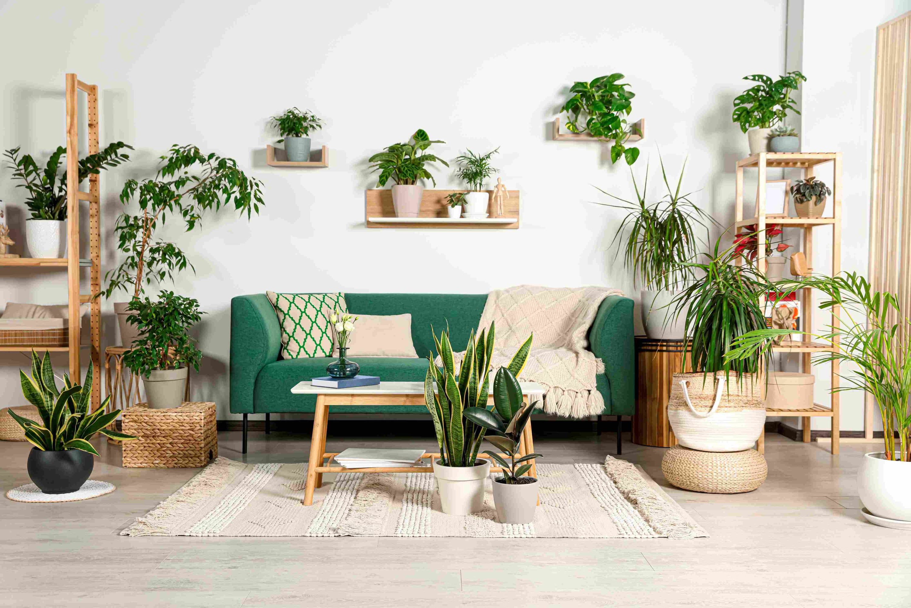 fiddle leaf fig plant food Fiddle Fuel