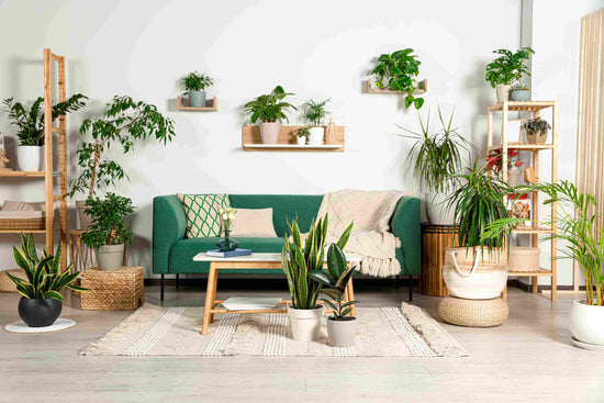 Transform Your Lifestyle with Indoor House Plants