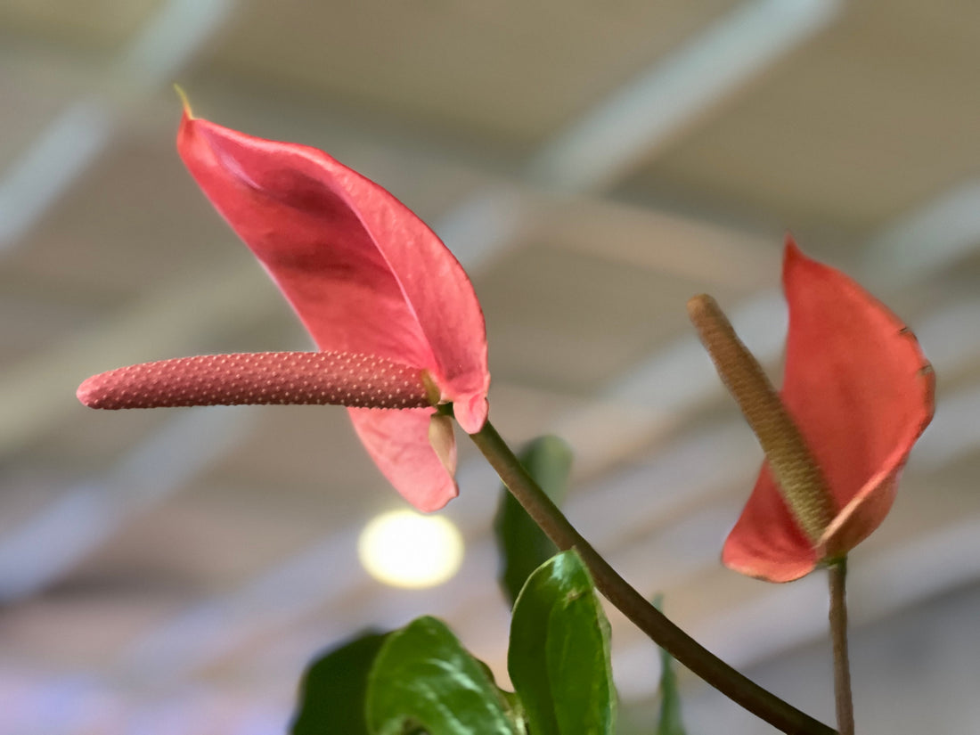 Enhancing Your Workplace with Anthurium: The Flamingo Plant