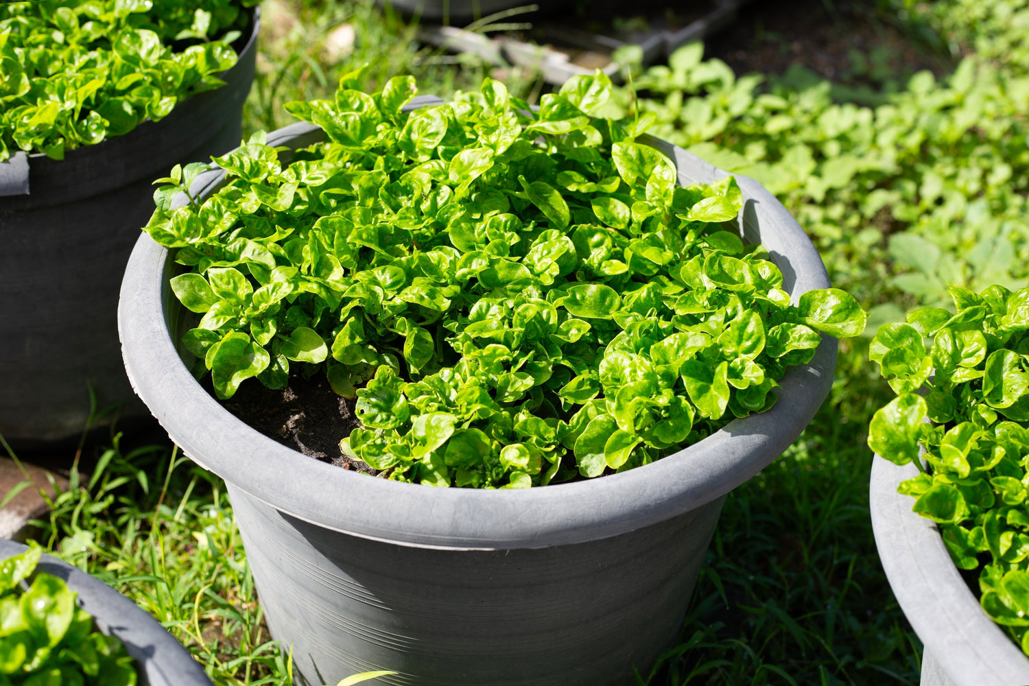 Want to Grow Spinach in Pots Like a Pro? Let's Grow!