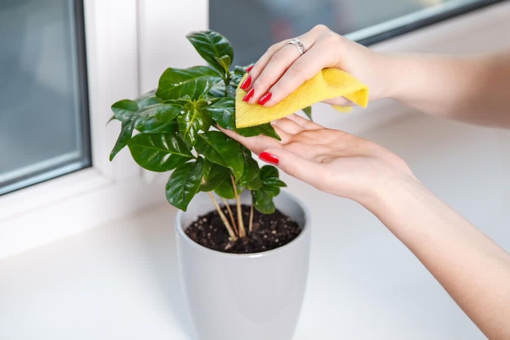 Caring for Indoor Plants- Diseases & Treatment