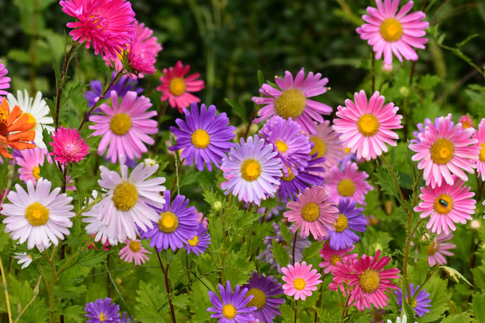 Start these 14 Annuals from seeds