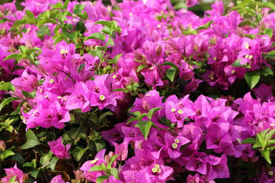 How to grow Bougainvillea?