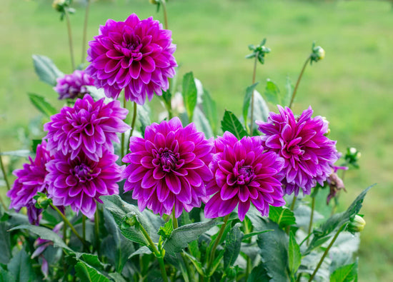 10 Varieties of Dahlias for Your Garden