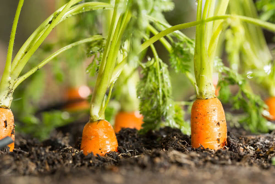 Best Way to Grow Carrots in Containers