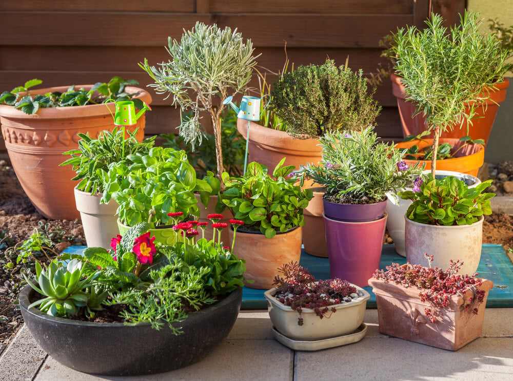 Varied Containers Your dose on different types of containers – Ugaoo