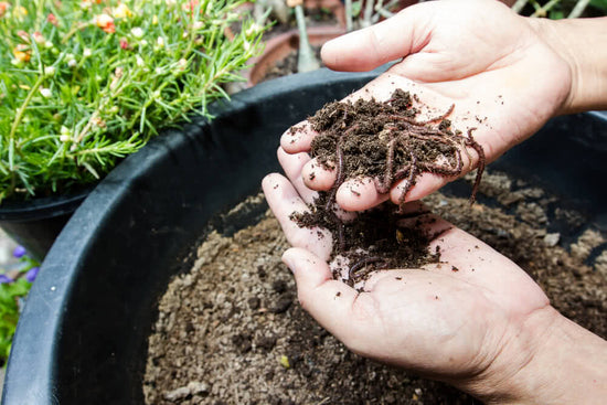 What is Vermicomposting?