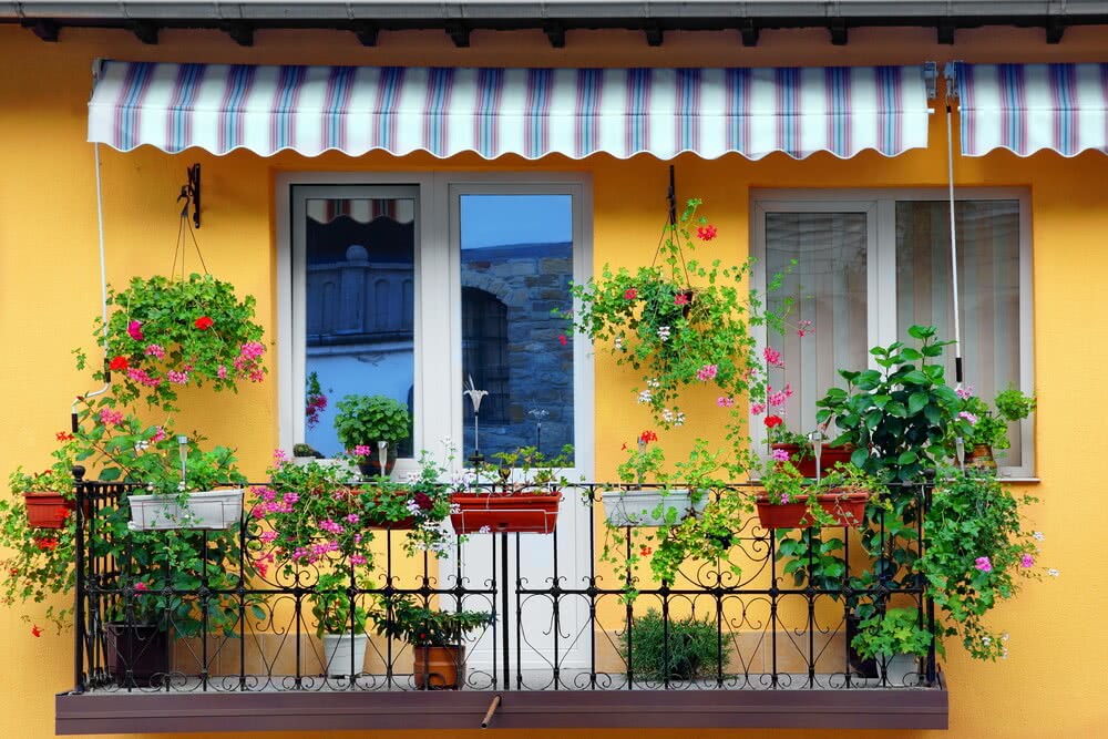 Top 10 Balcony plants to beautify your home