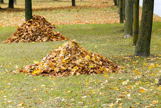 Abundant uses of fallen leaves