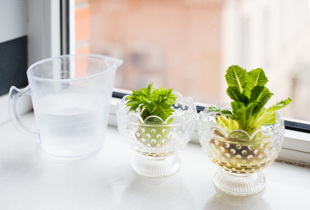 Vegetables You Can Regrow From Scraps
