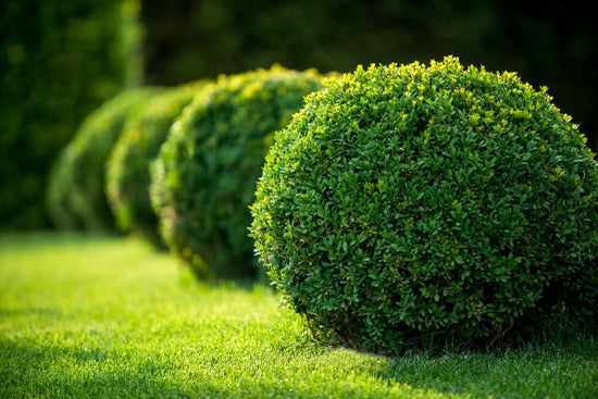 This is How You Can Do Topiary Gardening