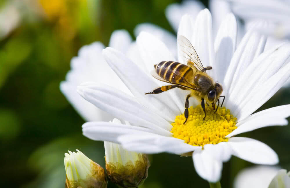 Let's Bring Back Our Pollinating Friends - The Bees