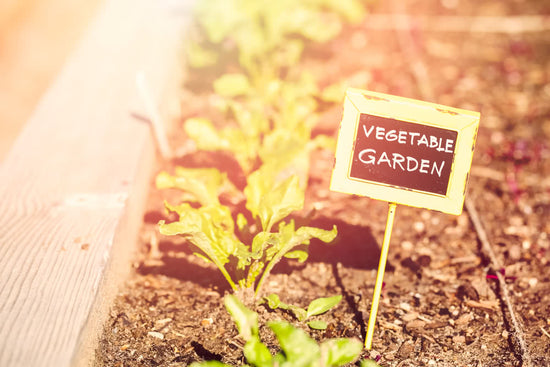 15 easy to grow vegetables for containers