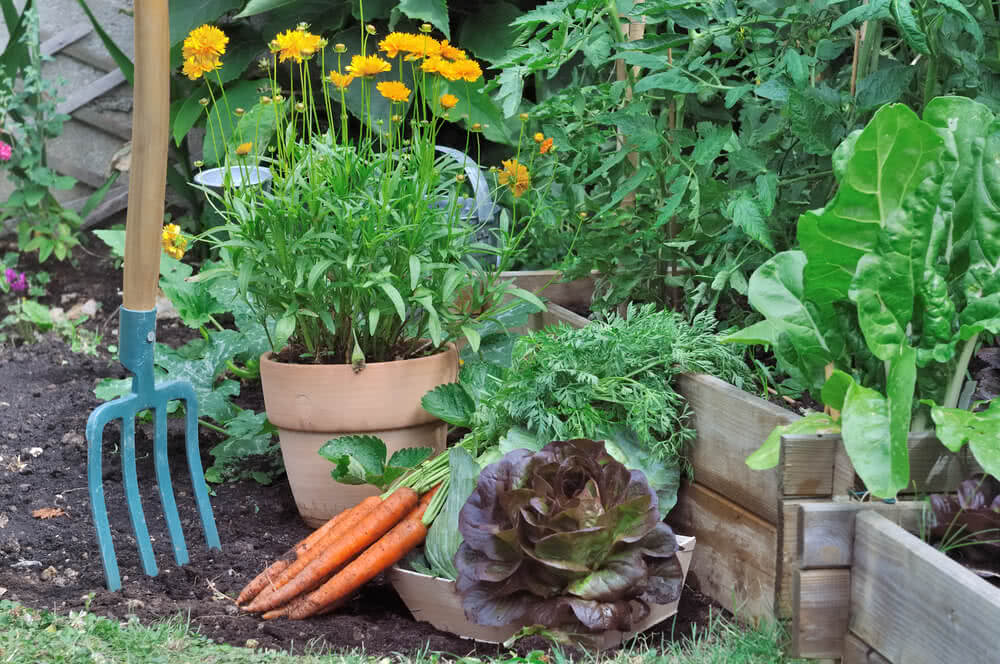 Protector plants for your vegetable garden