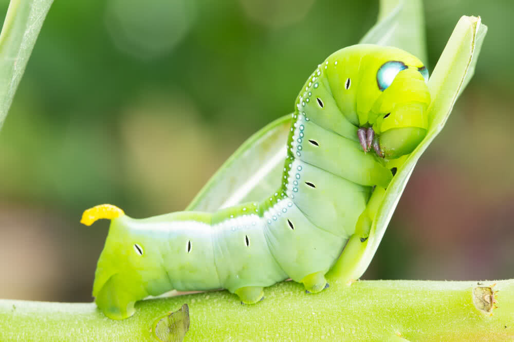 Save your vegetables from Caterpillars!
