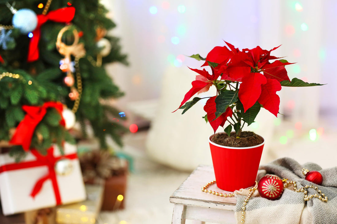 5 ways to decorate the house this Christmas