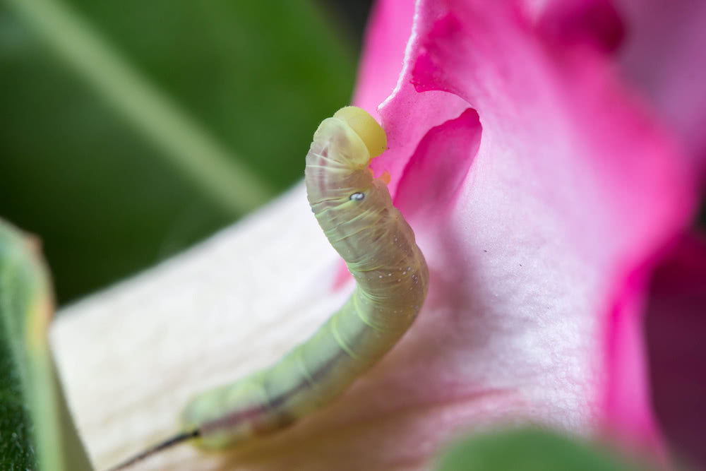 Different types of pests that can attack your plants