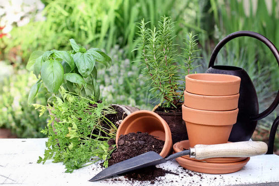 Developing a herb corner in your garden