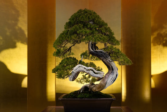 The Magical Bonsai Trees