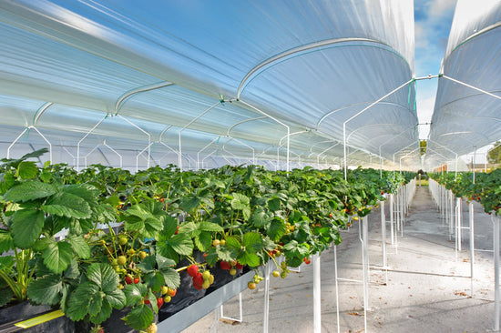 All You Need To Know About A Greenhouse