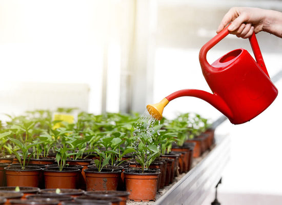 20 Essential Tips on Watering your Houseplants