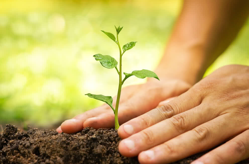 Plant Your First Tree on Earth Day