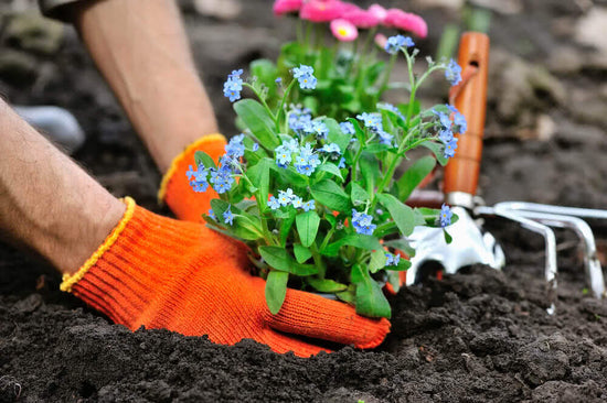 Top Gardening Tips for September