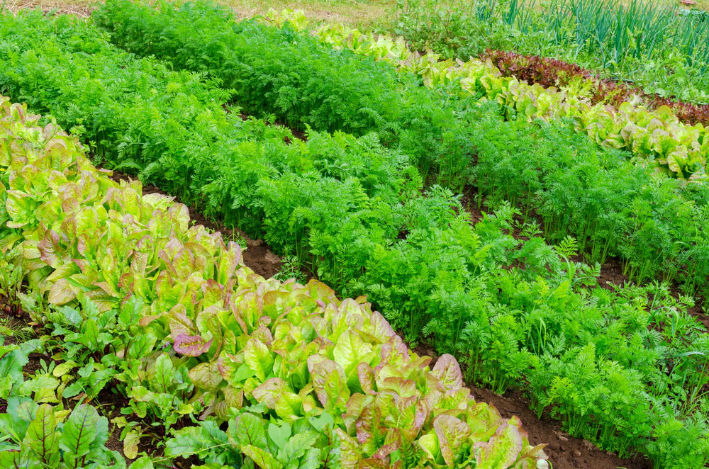 What is foodscaping? The Edible Landscaping
