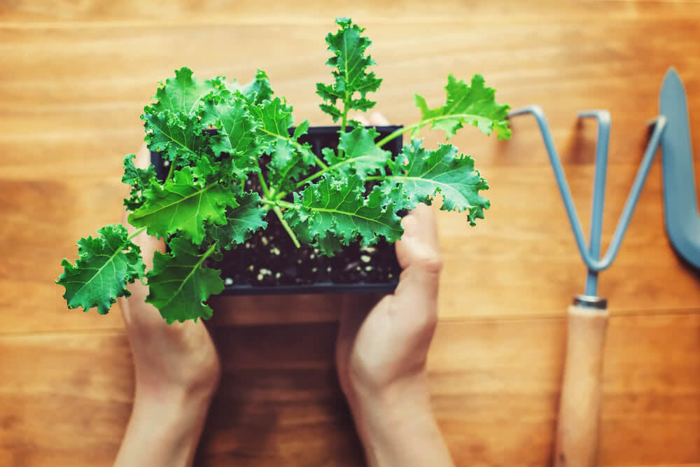 How to grow Kale successfully in India
