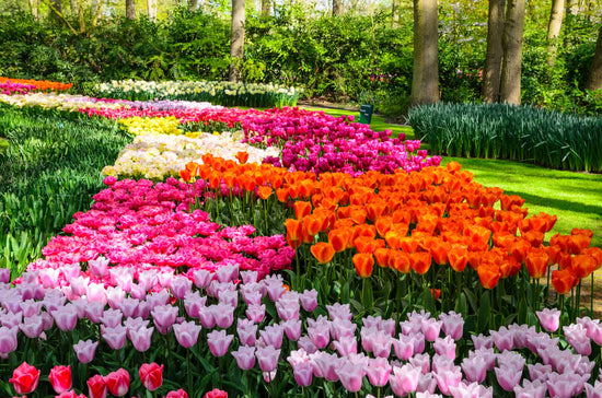 10 tips to develop beautiful flowerbeds